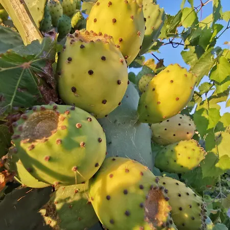 Antiche Macine Del Salento - Nel Cuore Del Salento ファームステイ サルヴェ