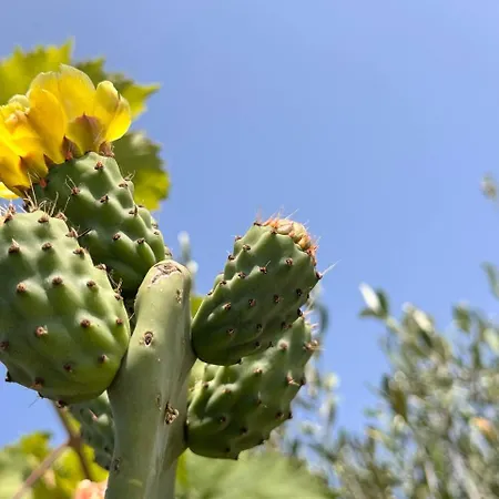 Antiche Macine Del Salento - Nel Cuore Del Salento ファームステイ